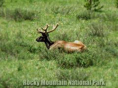 ２０１０　コロラド紀行：　Rocky Mountain National Park  ロッキーマウンテン国立公園