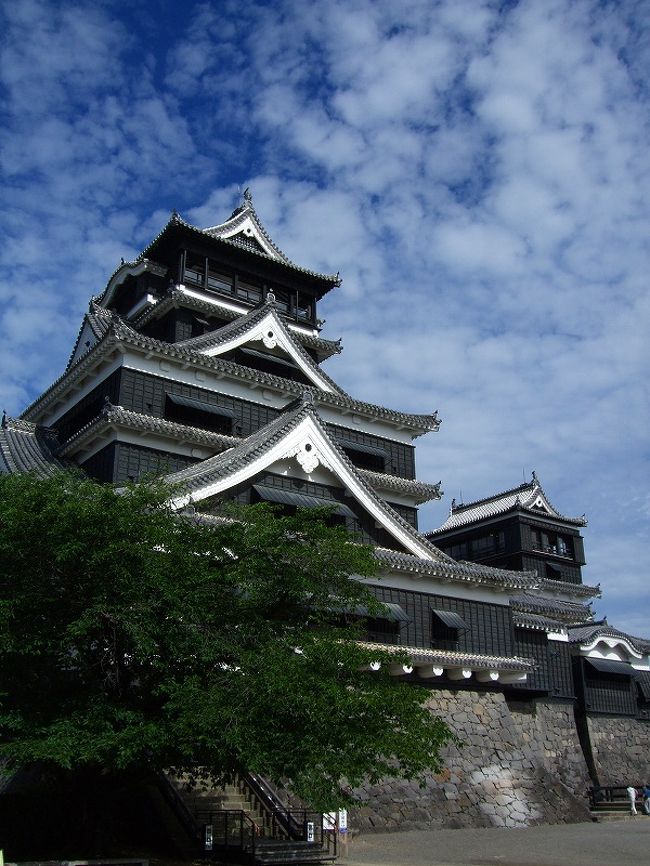 熊本城には2度来てるのですが、時間が無かったのか何故か入城は始めての事です。<br /><br />日本三名城の一つに数えられる熊本城は、天正１６年(1588)、肥後半国の領主として熊本に本拠を置いた加藤清正によって築かれました。築城は慶長６年(1601)に始まり、同１２年(1607)に完成したといわれています。<br />城郭は周囲９Ｋｍ（築城当時）、広さ約９８万平方メートルで、その中に天守３、櫓４９、櫓門１８、城門２９を持つ豪壮雄大な構えです。なかでも「武者返し」と呼ばれる美しい曲線を描く石垣は有名です。また自然の地形を巧みに利用した独特の築城技術がみられます。この城は以後、加藤家２代（４４年）、細川家１１代（２３９年）の居城となりました。<br />明治１０年(1877)の西南の役に際しては、薩軍を相手に５０日余も籠城し、難攻不落の城として真価を発揮しました。しかし薩軍総攻撃の２日前、原因不明の出火により天守閣など主要な建物を焼失。現在の天守閣は昭和３５年(1960)、熊本市によって再建されたものです。