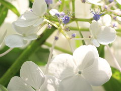 京都府立植物園 2010 夏