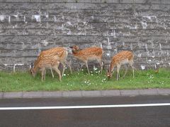 ２００４年８月３０～９月１日道東　その１（知床五湖への道）