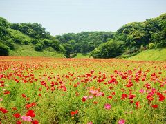 花と海の横須賀～鎌倉ドライブ♪デートにおススメ