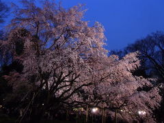 駒込は六義園にて枝垂れ桜に見とれた。