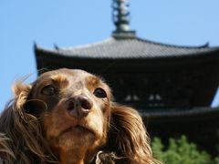 奈良　＜東大寺＞