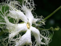 庭の片隅で・・1005★初夏に咲く草花・木の花