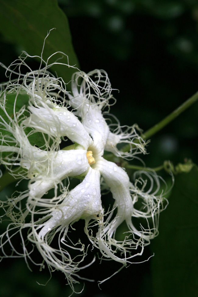 庭の片隅で 1005 初夏に咲く草花 木の花 尾張旭 日進 愛知県 の旅行記 ブログ By シベックさん フォートラベル