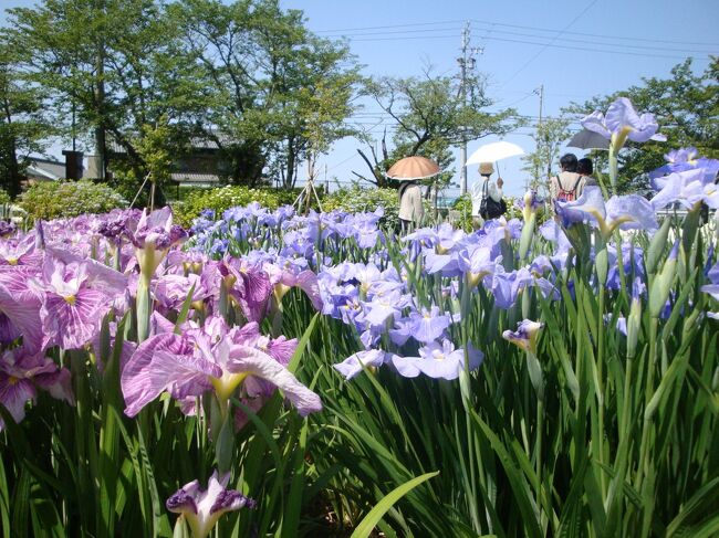 6月は菖蒲園へ・・・豊橋、賀茂菖蒲園