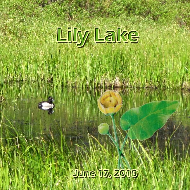 エステス　パークから州道７を南に下ると　リリー湖があります。<br /><br />州道近くにあるのでここがロッキーマウンテン国立公園の１部だと分かると意外な気がします。<br /><br /><br />「リリーは百合のことでしょう、何故その名が湖に付いたの？」<br /><br />過ってこの湖には黄色い水生の百合、Yellow Pond Lily　が咲いていたのです。　写真に使われている花が　Yellow Pond Lily　の絵。　　<br /><br />この地に移住してきた者たちが湖の水を時々流していたため植物の姿は消え、今は名前だけが残っています。<br /><br />