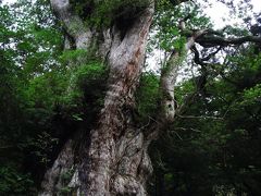 屋久島★心の大洗濯