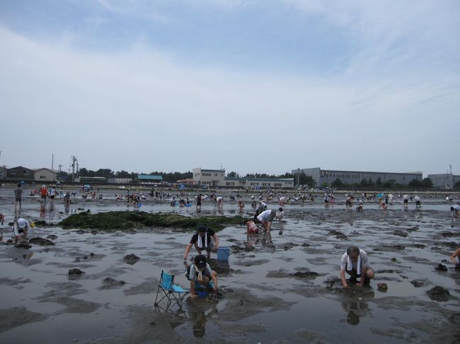 ７月の富津海岸はとても空いていました。この日は、８時から１３時まで潮干狩りが可能でした。富津海岸に着いたのが、８時３０分頃。余裕で第一駐車場に停めることができました。春の潮干狩りシーズンでは考えられないことです。天気は曇りでしたが、途中で日がさし、暑くなりました。でも、海風も吹き、快適にアサリを探すことができました。アサリは小さめでしたが、たくさんありました。<br />昼食は、はかりめ丼をいただきました。