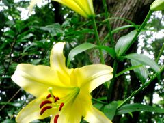 アンデルセン公園-29　ユリの園芸品種 咲き始め　☆童話館裏の林間に