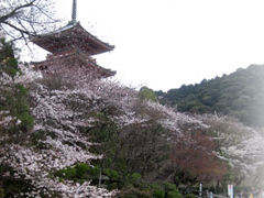 2010 桜の京都　旅行記