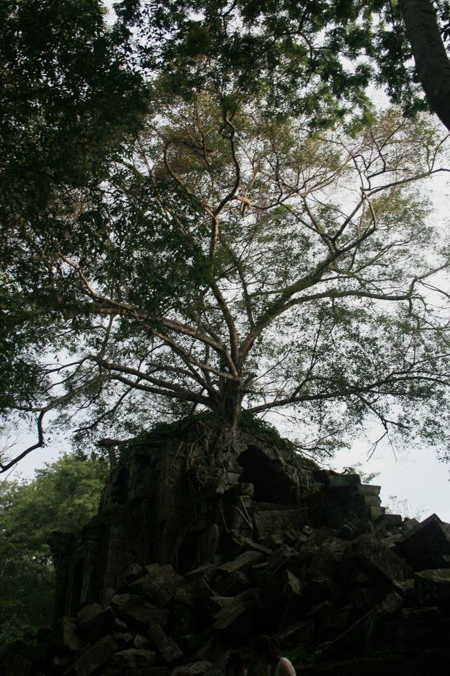 この旅で一番印象的だった「ベンメリア遺跡へ」<br />クレーン山南麗にある巨大遺跡。<br />密林に埋もれ修復されないままの神秘的な寺院である。<br />「天空の城ラピュタ」のモデルとなったと言われている遺跡である。