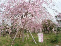幸田文化公園へお花見に行きました