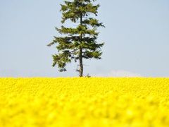 小さな北海道を楽しもう！Part.11～滝川の菜の花がダメなら増毛だー！の巻～