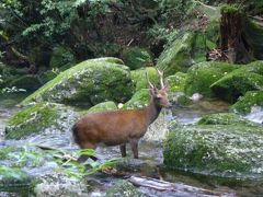 2010年7月　屋久島2泊3日～森と水とウミガメと～