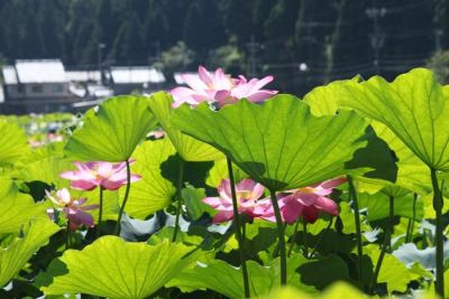 7月17日夕方、南条の花蓮公園の方にやってきましたが、ショック。もう蓮は終わりでしょうか、花が咲いていないのです。昨年は夜来てもちらほら咲いていたと思うのですが、つぼみがあるのに花はない。<br />ということで、19日ちょっと出遅れたのですが、9時に花蓮公園にやってまいりました。なんとこの違い。咲いているじゃああ〜りませんか。満開の蓮の花といった感じです。<br />公園外の蓮田は無料なんですが、はすまつりの間だけ？、公園内は清掃協力費が必要です。いつもは大きな箱だけなんですが、今日はお美しいお姉さまがいらっしゃって、200円の清掃協力費を払うと抽選券をいただけました。はずれでも50円の園内のお買いもの券のようです。<br />