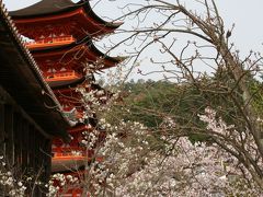 ②　広島県桜巡りの旅　【厳島神社編】