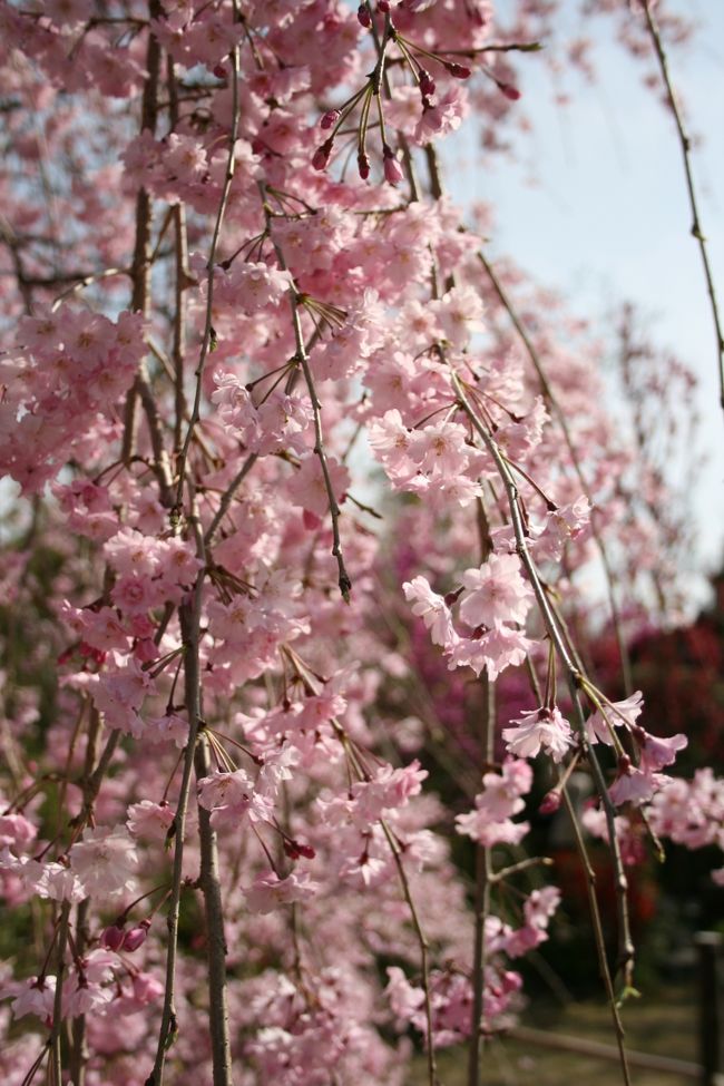 そうだ！！桜を見に行こう！！(^^)/<br />と言うことで、仕事繋がりで親交のある友人と広島へ～<br />広島は二度目の訪問となるが、市内観光は初である。<br /><br />