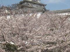 姫路城の桜　城郭周辺