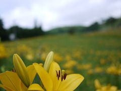 岐阜　ひるがの高原　花めぐり