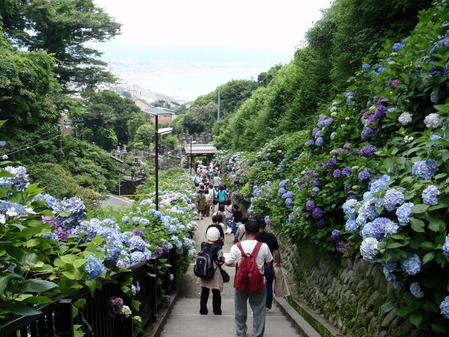 朝一行く予定が寝坊してしまい11時に着きました。<br />平日なので人は少ない方なのですが、途切れることはありません。<br /><br />東結界からの紫陽花と由比ガ浜の景色はすばらしい。<br />私の腕では限界があります。すばらしいんです。<br />紫陽花がない時でもきれいな景色だろうなぁ。<br />夕暮れの時もきれいだろうなぁ。<br /><br /><br />お寺の方に<br />「通常は7/1に紫陽花を剪定するんですけど<br />今年は長く、きれいに咲いてるから可愛そうで、土日が終わるまで待つことにしました。」<br />優しさにつつまれている紫陽花でした。<br /><br />今度は朝一番に！！<br />