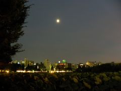 真夏の夜の不忍池　