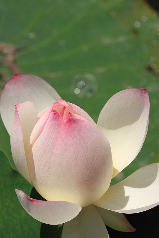 近場で蓮を楽しめるところはないかなぁと、長居植物園へやってまいりましたぁ〜<br /><br />●オフィシャルサイトはこちら<br />http://www.nagai-park.jp/n-syoku/<br /><br />●地図はこちら<br />http://maps.google.co.jp/maps/ms?ie=UTF8&amp;hl=ja&amp;brcurrent=3,0x34674e0fd77f192f:0xf54275d47c665244,1&amp;msa=0&amp;msid=118327137333806382304.000488a4f4a9ff48e54f5&amp;ll=34.61223,135.519919&amp;spn=0.013492,0.018282&amp;z=16