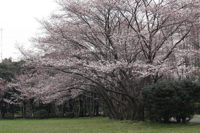 鎌倉でバードウォッチングをした帰途、さいたま市の秋ケ瀬公園に立ち寄り、バードウォッチングを楽しみました。<br /><br />表紙写真は、秋ケ瀬公園の桜。<br /><br />※ 2016.11.26 位置情報登録