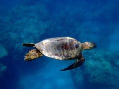 ハナウマ湾・ウミガメに会う