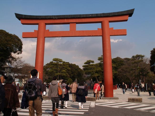 　鎌倉鶴岡八幡宮に行ってみた。早春ということではあるが、暖冬のため梅は咲き始めている。しかし、桜の蕾はまだまだ堅い。<br />　鶴岡厄払大祭の期間であり、舞殿では鶴岡厄除大祈祷が行われ、傍らには焼納斎庭が設けてあった。神主に、「節分の準備ですか？」と間の抜けた質問をすると、「厄除大祭で、今年のように節分までは1週間もないのは珍しい。」と答えてくれました。<br />　日を変えて2組の結婚式に出会いました。鶴ヶ岡会館が閉館する前ですから、2組の新郎新婦の披露宴は鶴ヶ岡会館だったのかも知れませんね。さざれ石のように末永くお幸せに。<br />（表紙写真は鶴岡八幡宮三ノ鳥居）