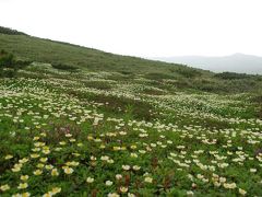 7月の旭岳、冬と春がまだら模様の美しさ。