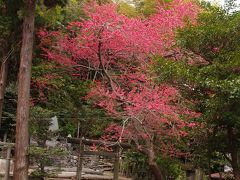 鎌倉御霊神社－2010年桜の頃