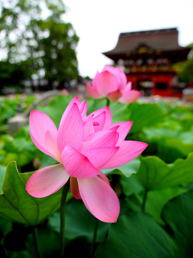 伊賀八幡宮の蓮は、中部地区最高の分類と思います。