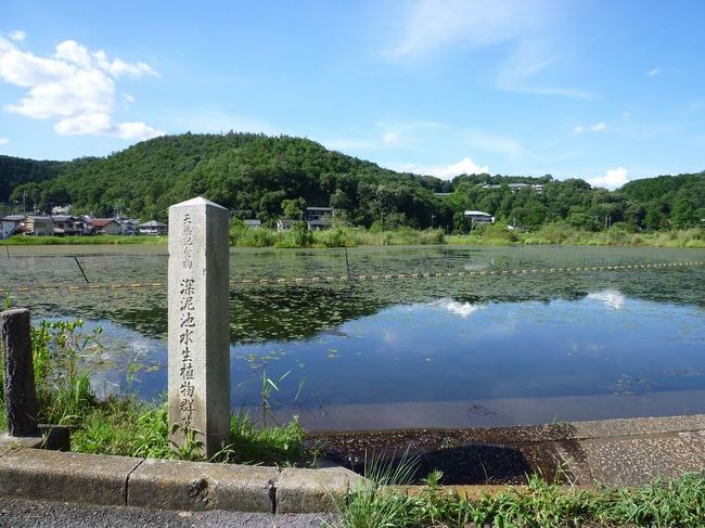 「B級でマイナー」というと失礼かもしれませんが、<br /><br />あまり一般的にメジャーではない観光地も全国にはたくさんあります。<br /><br />今回は、京都市の「深泥池(みどろがいけ)」。<br /><br />関西に仕事で訪れたついでの「仕事ついで旅」です。<br /><br /><br />★「B級でマイナーな観光地」シリーズ<br /><br />荒川ロックゲート(東京)<br />http://4travel.jp/travelogue/10438358<br />鮮魚列車&日本一短い商店街(大阪)<br />http://4travel.jp/travelogue/10420078<br />鹿嶋まつり&鹿島臨海鉄道鹿島臨港線(茨城)<br />http://4travel.jp/travelogue/10623562<br />鳴海球場跡(愛知)<br />http://4travel.jp/travelogue/10416547<br />西寺跡(京都)<br />http://4travel.jp/travelogue/10467065<br />「戸(へ)」のつく街めぐり(青森&岩手)<br />https://ssl.4travel.jp/tcs/t/editalbum/<br />関西電力黒部専用鉄道“上部軌道”(富山)<br />http://4travel.jp/travelogue/10535489<br />嘉穂劇場(福岡)<br />http://4travel.jp/travelogue/10536327<br />遊楽部川の鮭の遡上(北海道)<br />http://4travel.jp/travelogue/10555940<br />石見神社&白鳥城(兵庫)<br />http://4travel.jp/travelogue/10421611<br />西武秩父線のローカル駅(埼玉)<br />http://4travel.jp/travelogue/10441164<br />深谷駅&さきたま古墳&あついぞ!熊谷(埼玉)<br />http://4travel.jp/travelogue/10439881<br />内之浦&宮之城&藺牟田池(鹿児島)<br />http://4travel.jp/travelogue/10470926<br />京都一条妖怪ストリート(京都)<br />http://4travel.jp/travelogue/10565267<br />町田リス園(東京)<br />http://4travel.jp/travelogue/10416970<br />靭(うつぼ)公園(大阪)<br />http://4travel.jp/travelogue/10420097<br />士幌線廃線跡(北海道)<br />http://4travel.jp/traveler/satorumo/album/10440854/<br />氷のトンネル(北海道)<br />http://4travel.jp/travelogue/10606410<br />日本最北のマクドナルド&地吹雪の抜海駅(北海道)<br />http://4travel.jp/travelogue/10431780<br />“ののちゃん”と“タブチくん”のふるさと・玉野(岡山)<br />http://4travel.jp/travelogue/10563273<br />立山砂防軌道&立山カルデラ(富山)<br />http://4travel.jp/travelogue/10533323<br />日本一の長寿村&塩川&喜屋武岬(沖縄)<br />http://4travel.jp/travelogue/10470372<br />伊勢崎西部公園(群馬)<br />http://4travel.jp/traveler/satorumo/album/10723218<br />長浜大橋(愛媛)<br />http://4travel.jp/travelogue/10450812<br />くりはら田園鉄道乗車会(宮城)<br />http://4travel.jp/travelogue/10620825<br />塩田津&八本木宿&浜金屋&筑後川昇開橋(佐賀)<br />http://4travel.jp/travelogue/10468519<br />モエレ沼公園&宮島沼&777段ズリ山階段(北海道)<br />http://4travel.jp/travelogue/10462083<br />河童の里(福岡)<br />http://4travel.jp/travelogue/10478346<br />有田川町鉄道公園(和歌山)<br />http://4travel.jp/travelogue/10606420<br />小さい鳥居と愛野駅(長崎)<br />http://4travel.jp/travelogue/10520959<br />日本列島公園(愛知)<br />http://4travel.jp/travelogue/10472030<br />エキスポカフェ(大阪)<br />http://4travel.jp/traveler/satorumo/album/10561367/<br />吉野家ひめゆり通り店(沖縄)<br />http://4travel.jp/traveler/satorumo/album/10474837/<br />深泥池(京都)<br />http://4travel.jp/traveler/satorumo/album/10482981/<br />おっぱい観音&ち○こ神社&ま○こ神社(愛知)<br />http://4travel.jp/traveler/satorumo/album/10467364/<br />おっぱい神社&石のかざぐるま(岡山)<br />http://4travel.jp/traveler/satorumo/album/10467364/<br />赤川仮橋(大阪)<br />http://4travel.jp/traveler/satorumo/album/10465150/<br />立体交差する川&日本最古の油田跡(新潟)<br />http://4travel.jp/traveler/satorumo/album/10431152/<br />松尾鉱山跡(岩手)<br />http://4travel.jp/traveler/satorumo/album/10468179/<br />炭鉱の島・池島(長崎)<br />http://4travel.jp/traveler/satorumo/album/10471632/<br />アンモナイト&トロッコ(北海道)<br />http://4travel.jp/traveler/satorumo/album/10486376/ <br />スウェーデンヒルズ(北海道)<br />http://4travel.jp/traveler/satorumo/album/10487107/<br />白石川白鳥飛来地(宮城)<br />http://4travel.jp/traveler/satorumo/album/10518997/<br />沖縄県人の街(大阪市大正区)<br />http://4travel.jp/traveler/satorumo/album/10524096/ <br />桃太郎神社(愛知)<br />http://4travel.jp/traveler/satorumo/album/10532980/ <br />県下唯一の村・大衡村(宮城)<br />http://4travel.jp/traveler/satorumo/album/10562157/<br />東急東横線の廃線跡めぐり(神奈川)<br />http://4travel.jp/traveler/satorumo/album/10636836/<br />http://4travel.jp/traveler/satorumo/album/10645445<br />珈琲園ぶらじる(東京)<br />http://4travel.jp/traveler/satorumo/album/10683513/<br />鉄道ファンの聖地“ナイアガラ”(東京)<br />http://4travel.jp/traveler/satorumo/album/10697557/<br />http://4travel.jp/travelogue/10971520<br />大和駐屯地56周年記念行事(宮城)<br />http://4travel.jp/traveler/satorumo/album/10717128/<br />大和町の祭り「島田飴まつり」(宮城)<br />http://4travel.jp/traveler/satorumo/album/10754350/<br />http://4travel.jp/traveler/satorumo/album/10637868/ <br />“まほろば”の街・大和町(宮城)<br />http://4travel.jp/traveler/satorumo/album/10576613/<br />大和町の祭り「輪くぐり」(宮城)<br />http://4travel.jp/traveler/satorumo/album/10589009/<br />大和町の祭り「やぶさめ」(宮城)<br />http://4travel.jp/traveler/satorumo/album/10613094<br />スリランカセンター(宮城)<br />http://4travel.jp/traveler/satorumo/album/10787912/<br />奥羽本線スイッチバック跡「大沢駅&峠駅&板谷駅」(山形)<br />http://4travel.jp/traveler/satorumo/album/10794623/<br />奥羽本線スイッチバック跡「赤岩駅」(福島)<br />http://4travel.jp/traveler/satorumo/album/10797881<br />あくねツーリングSTAYtion(鹿児島)<br />http://4travel.jp/traveler/satorumo/album/10827924/<br />ブルートレインたらぎ(熊本)<br />http://4travel.jp/traveler/satorumo/album/10835575<br />多磨霊園(東京)<br />http://4travel.jp/travelogue/10857817<br />薬師公園(岩手)<br />http://4travel.jp/travelogue/10892441<br />JICA地球ひろばでネパール料理(東京)<br />http://4travel.jp/travelogue/10899446<br />鶴亀屋食堂(青森)<br />http://4travel.jp/travelogue/10922752<br />高輪橋架動橋(東京)<br />http://4travel.jp/travelogue/10944478<br />山道国道(福島)<br />http://4travel.jp/travelogue/10437982<br />日本一短い川「ぶつぶつ川」(和歌山)<br />http://4travel.jp/traveler/satorumo/album/10415707/<br />日本一寒い街「美深」(北海道)<br />http://4travel.jp/travelogue/10432285<br />宇宙村(東京)<br />http://4travel.jp/travelogue/11020775<br />讃岐うどん 條辺(埼玉)<br />http://4travel.jp/travelogue/10860967<br />京都激辛商店街(京都)<br />http://4travel.jp/travelogue/11047202<br />神田一安い居酒ヤ「とうきょう」(東京)<br />http://4travel.jp/travelogue/11053874<br />東急東横線の廃線跡めぐり(東京)<br />http://4travel.jp/travelogue/10899445<br />小田急小田原線の廃線跡めぐり(東京)<br />http://4travel.jp/travelogue/10912625<br />東京大仏&植村冒険館&水車公園&竹の子公園(東京)<br />http://4travel.jp/travelogue/11069939<br />北見ハッカ記念館&JR金華駅(北海道)<br />http://4travel.jp/travelogue/11072666<br />ほたるの里童謡公園(長野)<br />http://4travel.jp/travelogue/11080024<br />日本一低い山“日和山”(宮城) <br />http://4travel.jp/travelogue/11084412<br />エコポリスセンター&熱帯環境植物館&リサイクルプラザ(東京)<br />http://4travel.jp/travelogue/11085240<br />日本で海岸線から一番遠い地点(長野)<br />http://4travel.jp/travelogue/11096788<br />すぎなみ知る区ロード(東京)<br />http://4travel.jp/travelogue/11105158<br />東峰神社(千葉)<br />http://4travel.jp/travelogue/11112662<br />すなば珈琲(鳥取)<br />http://4travel.jp/travelogue/11124525<br /><br /><br /><br /><br />