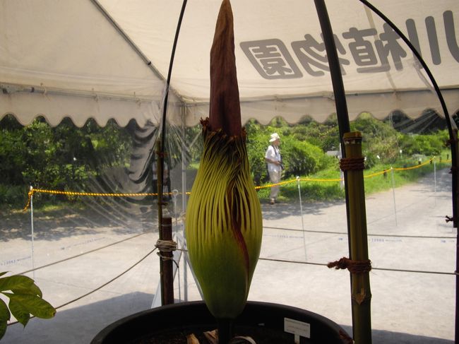 小石川植物園にショクダイオオコンニャクを見に行く。