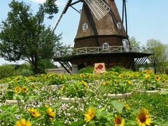 アンデルセン公園-33　夏に咲くヒマワリ・ムクゲなど　☆農家の庭先でも