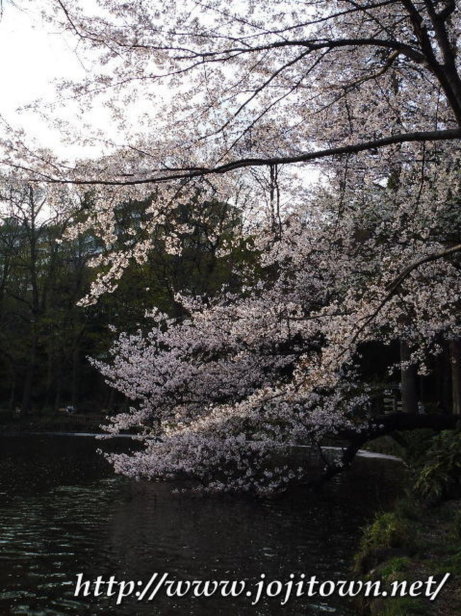 生まれ育った街、吉祥寺。わたしにとって魅惑の吉祥寺。さまざまな景色をご紹介します。 私が企画・運営するサイト、Web版タウン誌“吉祥寺　元気の素　情報発信基地jojitown”http://www.jojitown.net/でも吉祥寺をご紹介しています！