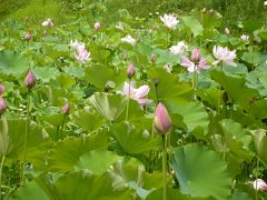 水と緑のみちのく旅・その１「蝉時雨（せみしぐれ）の平泉」