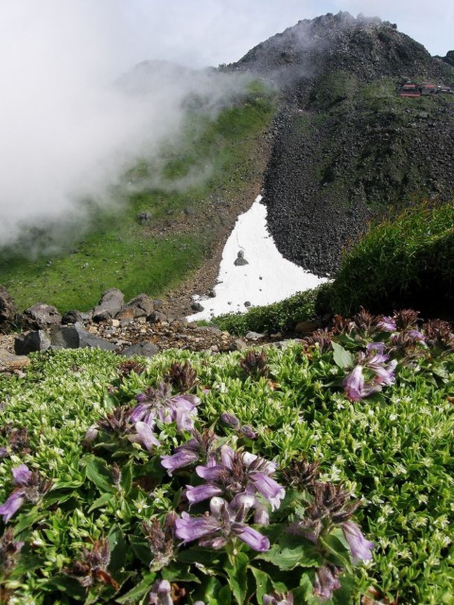 今年の夏山は昨年豪雨で登れなかった鳥海山と蔵王連山に決まる。<br /><br />鳥海山は前日まで一週間天候が悪かったようだが幸い山頂付近では晴れて最高の登山となった。<br />特に期待をしていた、高山植物は名前がわかるもの３４種＋不明な種６種で４０種が楽しませてくれた。<br />この旅行記では行程の何処にどんな花が多かったかを分かっていただくために枚数が増えてしまうので４編に分けてアップ予定です。<br /><br />①入山～滝の小屋（泊）～河原宿小屋まで<br />②河原宿小屋～大・小雪渓～外輪山稜線まで<br />③鳥海山（新山）登頂<br />　　外輪山稜線を伏拝岳・行者岳を花を愛でながら御室へここからが岩稜で小学３年生の身長以上の岩も登らなくてはなりません同行者全員でサポート、鳥海山の山頂に１０時３０分登頂。<br /><br />④外輪山稜線～下山<br /><br />