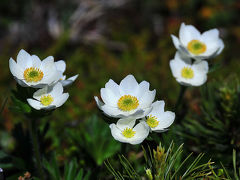 カムチャッカ雲上の花々と残雪の山３　（３日目ビリュチンスキー山花ハイキング午前）