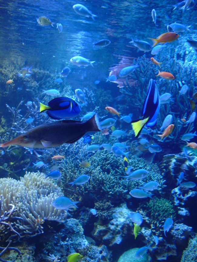 鳥羽水族館でまんぞくかんを得るために 鳥羽 三重県 の旅行記 ブログ By みっちゃん１６３６さん フォートラベル