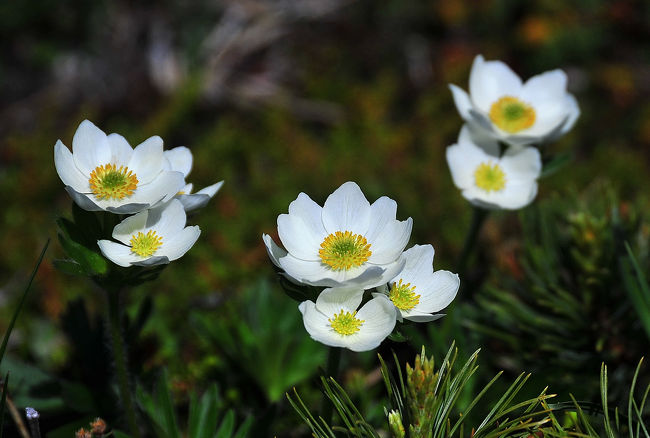 残雪が残るカムチャッカの山で<br />花最盛期の高山植物を鑑賞しました<br /><br />この旅行記は<br />３日目のビリュチンスキー山の花ハイキング<br />ベース地出発から昼食までの前半です<br /><br />昼食後の後半では<br />ヒグマの足跡を見つけるなど<br />予想外の体験もありました<br /><br />次の旅行記でご覧ください<br /><br />