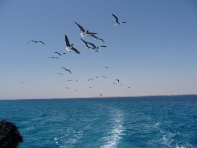 エジプトに旅行時、ハルガダを訪問しました。エジプトの紅海沿岸にある全長約 40 km のビーチリゾートです。長く延びる砂浜には、リゾートホテルが並んでいます。ウィンドサーフィン、カイトサーフィン、セーリング、シュノーケリング、ダイビング等、マリンスポーツの中心地となっています。アッパーエジプト長距離バスが発着していますが、車内で出される紅茶やお菓子は有料で値段も高い。<br />インドの時にも感じた、熱風がまとわりつきます。エジプト（アフリカ大陸）も同じで、鉄板の上で焼かれているようです。東南アジアの暑さとはまるで比較になりません。<br />暑さでなくて、熱さです！！アフリカ大陸にはもう来たくありません。