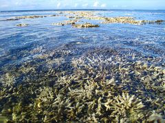 １０夏　八重山子連れの旅　１　西表島編