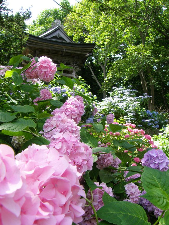 ラベンダーが真っ盛りの北海道。紫陽花も花を咲かせ出したが本州のように紫陽花の名所に乏しい。新聞に善光寺の紫陽花が見ごろだという記事が載ったのは7月26日。3000本の紫陽花が見ごろを迎えていると言う。やはりコレはチェックに行かねば、お天気の良い7月31日ちょうどドライブ日和到来。あぷた道の駅のウニ丼、もう1度食べたいし、お出かけお出かけ。<br />