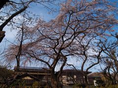 鎌倉の枝垂れ桜