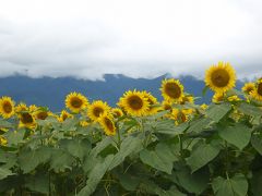 信州ドライブ（１日目）・・・白州・明野