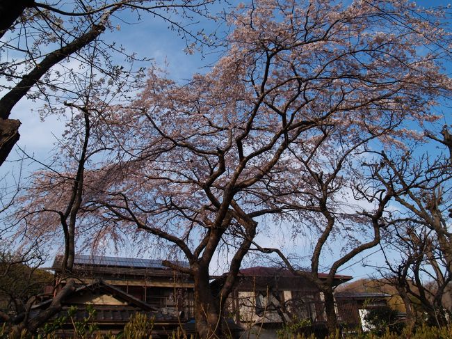 　鎌倉に寺社は多いのだが、禅寺が多いせいであろうか、枝垂れ桜が植えられていることろはとなればそれほど多いわけではない。特に、近年に植えられた木が大半だ。<br />　神社では、鶴岡八幡宮（1本）、葛原岡神社（2本）、荏柄天神社（4本）くらいか。<br />　寺院では、雲頂庵（円覚寺頭塔）（8本）、円覚寺（若木ばかり50本程度）、東慶寺（4本）、浄智寺（1本）、明月院（9本）、建長寺（7本）、回春院（建長寺頭塔）（2本）、禅居院（建長寺頭塔）（1本）、円応寺（1本）、海蔵寺（1本）、浄光明寺（1本）、英勝寺(1本）、瑞泉寺（4本）、本覚寺（1本）、妙本寺（2本）、本興寺（1本）、妙法寺（2本）、安国論寺（4本）、長勝寺（8本）、長谷寺（2本）、光則寺（1本）、円久寺（1本）、龍宝寺（4本）、本成寺（1本）、東漸寺（1本）、勧行寺（1本）、大慶寺（1本）、妙伝寺（1本）、泉水教会（2本）くらいか。<br />　民家では、北鎌倉（踏み切り近く）の民家（1本）は枯れたが、浄智寺裏の民家（1本）、海蔵寺前の民家（1本）、雪ノ下の民家（1本）、大御堂橋近く（の山裾）の民家（2本）、大町あたりの民家1（2本）、2（4本）、3（2本）、大町あたりの民家4（2本）、安国論寺あたりの民家（1本）、額田記念病院（2本）、瑞泉寺手前の民家（1本）、紅葉谷の民家1（1本）、紅葉谷の民家2（1本）、紅葉谷の植木屋1（1本）、二階堂の民家1（1本）、2（1本）、3（1本）、旧華頂宮邸（5本）、鎌倉女子大二階堂学舎（3本）、浄明寺の民家１（1本）、浄明寺の民家2（2本）、覚園寺前の民家1（1本）、覚園寺前の民家2（1本）、覚園寺前の民家3（2本）、梶原御霊神社前の民家（1本）等を確認済みである。民家では道路から見えるところだけを見さしていただいているのであり、情報があるわけでもないから、見落としは沢山あるだろう。<br />　全部足しても350本余りということだ。おそらくは見落とし分を足しても400本をどの程度越えるだろうか。何と少ないことか。<br />　樹齢50年を越えると見られる木というと、寺社では、瑞泉寺の3本、浄智寺の1本、英勝寺の1本、光則寺の1本、雲頂庵の1本、長谷寺の1本で計8本となる。他に民家では、雪ノ下の民家の1本、大町あたりの民家3の1本、二階堂の民家1の1本、二階堂の民家2の1本、紅葉ヶ谷手前の谷戸の民家の1本、大御堂橋近く（の山裾）の民家の2本、大倉稲荷橋下流滑川傍（雪ノ下3）の民家の1本、横小路（二階堂）のお宅2の1本、覚園寺参道の民家2の1本、浄明寺の民家１の1本、浄明寺の民家2の1本、旧華頂宮邸の3本、海蔵寺前の民家の1本、名越坂踏切の1本、城廻のお宅2の1本、城廻の林の1本で計19本となる。樹齢50年を越えると見られる枝垂れ桜は寺社より民家の方が多いのだ。樹齢100年を越えると見られる枝垂れ桜は浄智寺、浄明寺の民家2の2本くらいかも知れない。それに次ぐのは英勝寺（あるいは最も古木か）と光則寺か。<br />　このことから、鎌倉に住む人たちのほうが、枝垂れ桜をいとおしんでいるということがいえよう。寺社でも、ここに来てようやく枝垂れ桜に目覚め始めてきたようだ。20、30年後には見栄えのする枝垂れ桜になっていることが期待できよう。<br />　鎌倉には異常と思えるほど枝垂れ桜が少なく、春の桜の頃に鎌倉を訪れる観光客は驚くであろう。しかし、他のどの地方であれ、古刹があれば大抵は枝垂れ桜の古木が植えられており、枝垂れ桜を心行くまで楽しむことができる。そんな時期にわざわざ鎌倉まで来ることはないということであろう。<br />（表紙写真は浄明寺の民家の枝垂れ桜）