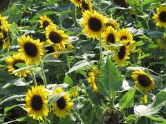 真夏の昭和記念公園（2）太陽に背を向けたひまわりと夏の花たち