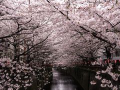 真夏になんですが、、、中目黒の桜